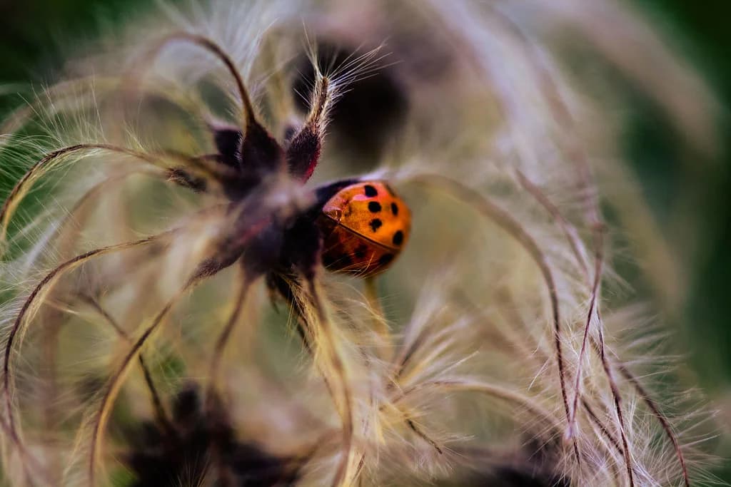 An orange ladybird nestled among fine, feathery seed heads.