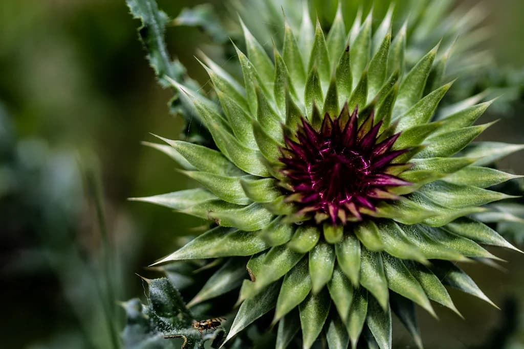 A thistle flower with pointed green leaves and a deep purple centre.