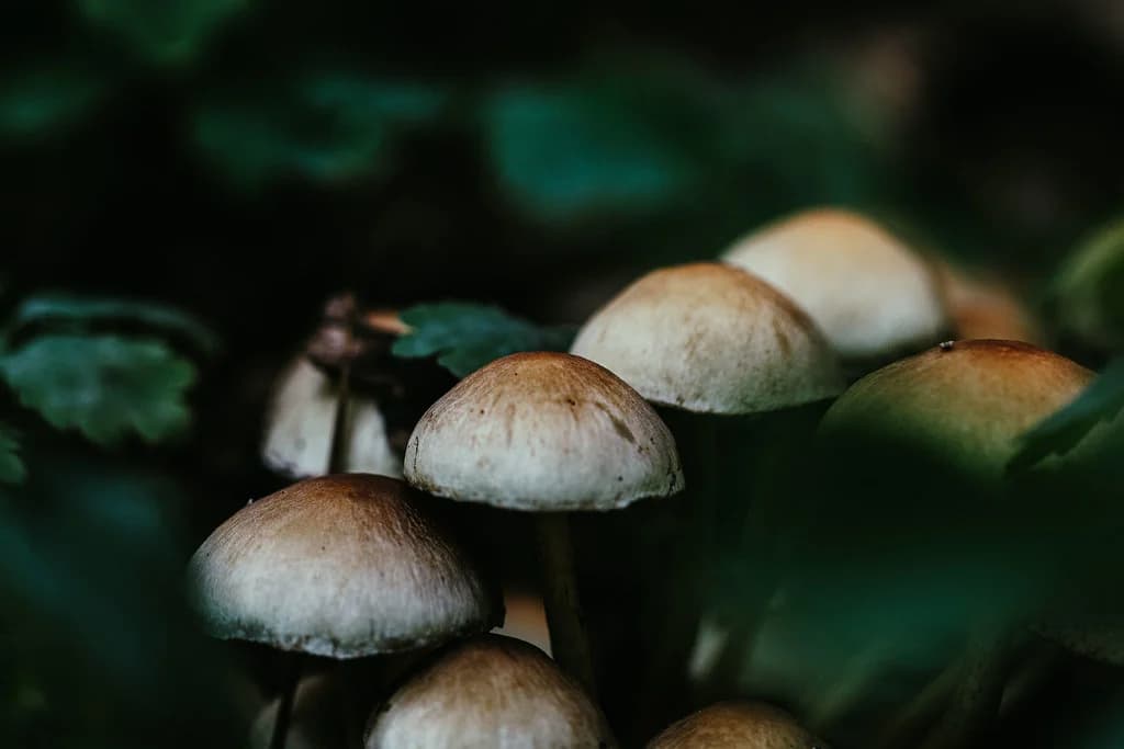 A cluster of pale mushrooms against a dark woodland background.